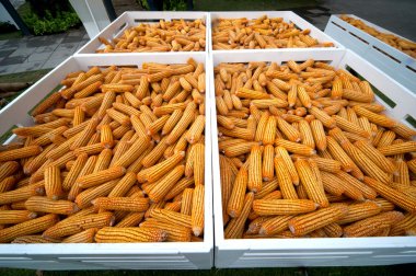 Kurutulmuş Mısır içinde tepsi.