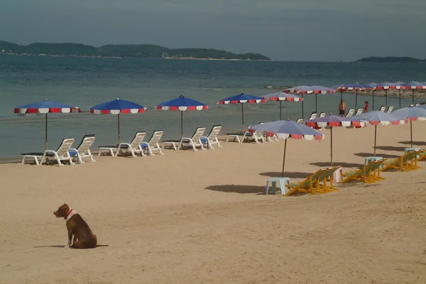 Playa en el día de verano . — Foto de Stock