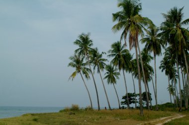 Hindistan cevizi Beach.