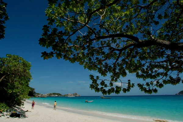 Baum am Strand — Stockfoto