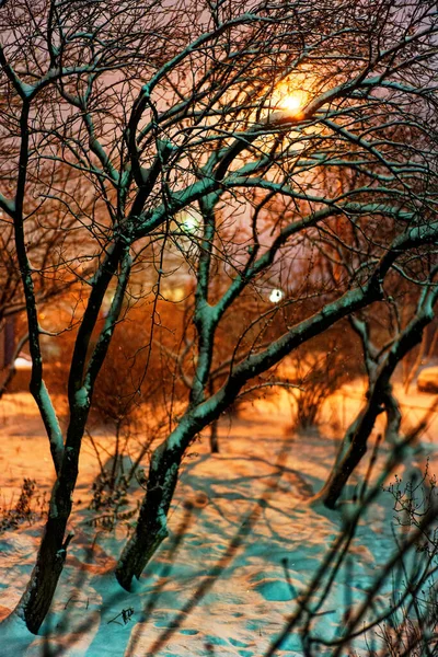 Vacker Natt Parken — Stockfoto