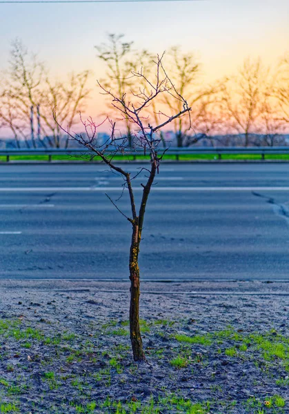Árbol Único Atardecer — Foto de Stock