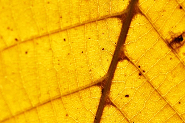 Hoja de otoño — Foto de Stock