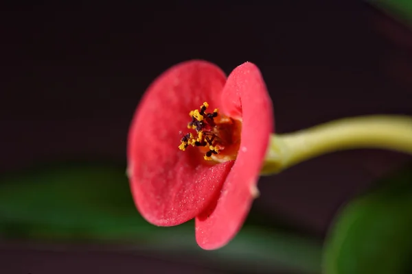 黒の背景にピンクの花 — ストック写真