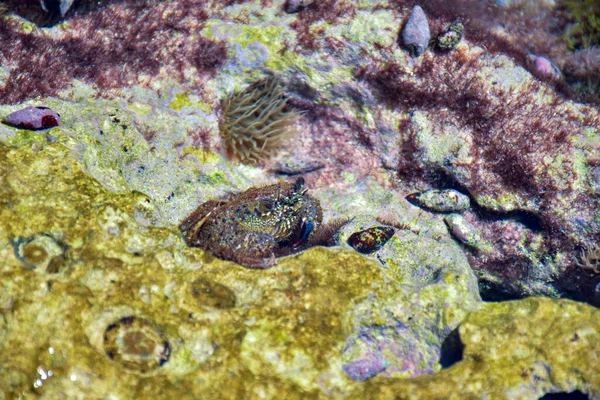 Menorca Adasındaki Deniz Tabanının Altında Yengeçli Deniz Kabuğu — Stok fotoğraf