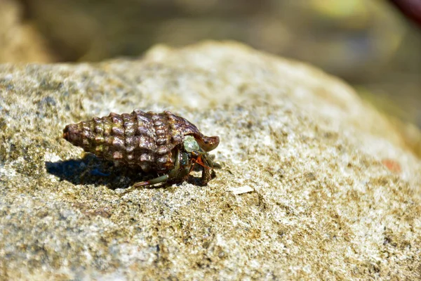 Kleine Muschel Mit Krebstieren Inneren Auf Einem Felsen Der Sonne — Stockfoto