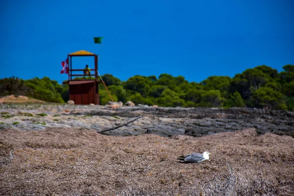 Menorca adasındaki bir sahilde martılarla kıyı manzarası.