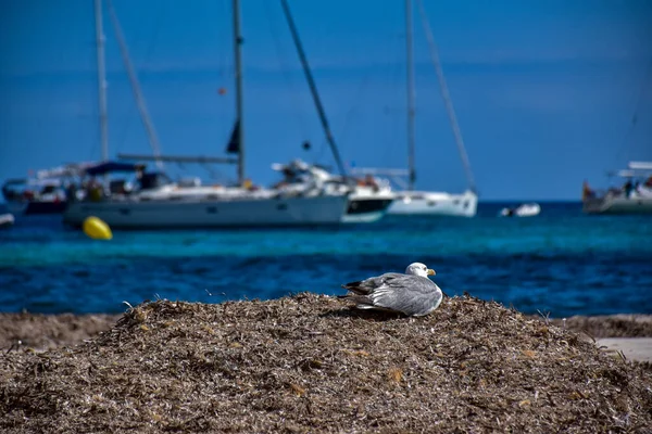 Menorca adasındaki bir sahilde martılarla kıyı manzarası.