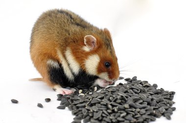 Ayçiçeği tohumu, beyaz bir arka plan üzerinde izole yeme vahşi renkli hamster