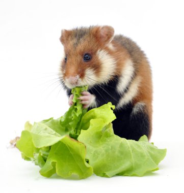 Arka ayakları üzerinde duran ve yeşil salata tüketen agresif bir hamster vahşi benekli 