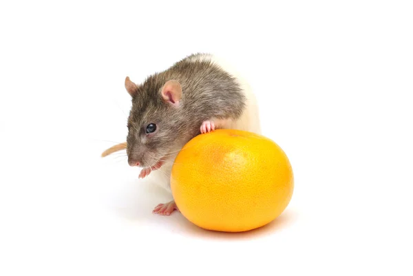 Bel ratto e grande arancione — Foto Stock