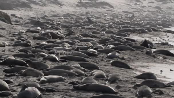 Colonia di elefanti sulla spiaggia di San Simeon, California, USA . — Video Stock