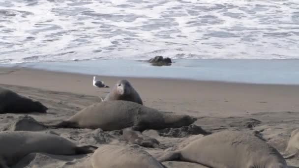 Male elephant seal moves up to a female on a beach in San Simeon, California, USA. Stock Video