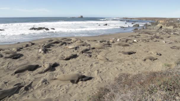 Тюлени-слоны с щенками взаимодействуют на пляже у Тихого океана в Сан-Симеоне, Калифорния, США . — стоковое видео