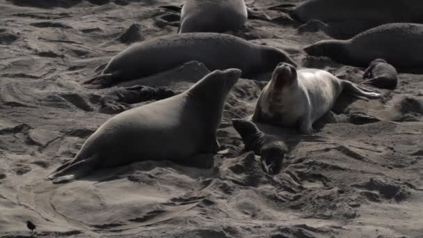 Female elephant seals with pups interact on a beach by the Pacific Ocean in San Simeon, California, USA. Stock Footage