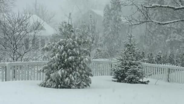 Задній двір зі снігом падає на два вічнозелених дерева . — стокове відео