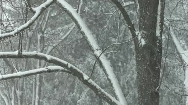 Rami di alberi invernali con neve che cade . Clip Video