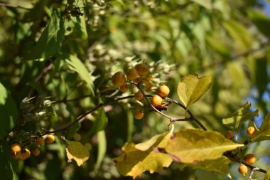 Böğürtlenli deniz dikenli çalılar
