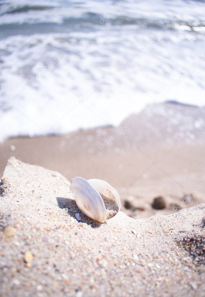 seashell on the beach close up