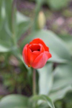 İlk Bahar kırmızı lale