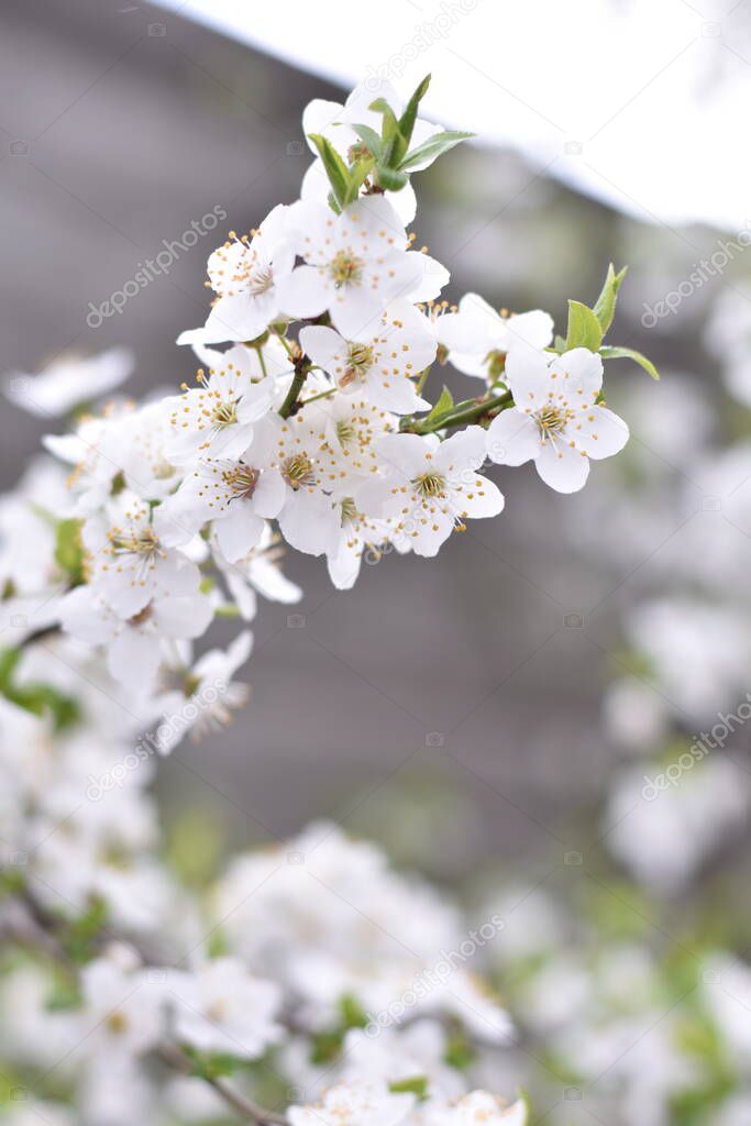 spring blooming plum tree with flowers