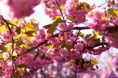 Güzel pembe sakura dalları
