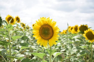 Parlak yaz ayçiçekleri tarlada