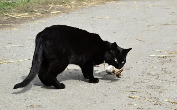 Black cat carries a caught bird