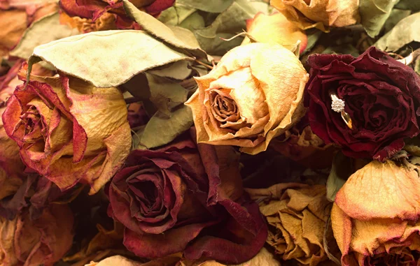 Rosas y anillo — Foto de Stock