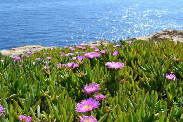 Fiori rosa sulla costa — Foto Stock