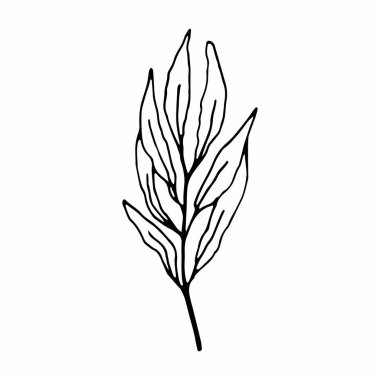 Dal tek vektör çizimi. Tasarım için el yapımı resim.