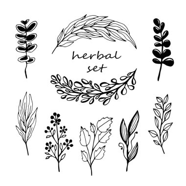 Bir dizi vektör dalı, Doodle stili bitkiler. Paketleme tasarımı için elle çizilmiş illüstrasyon