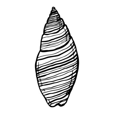 Deniz kabuğu, okyanus doğası su altı vektörü. Beyaz bir arka planda el çizimi deniz izi.