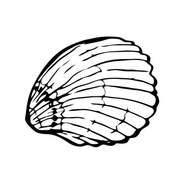 Deniz kabuğu, okyanus doğası su altı vektörü. Beyaz bir arka planda el çizimi deniz izi.