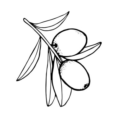 Kozmetik tasarımı, sağlıklı yiyecekler ve menü için zeytin dalı çizimi çizimi