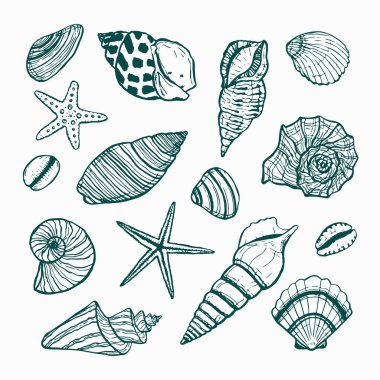 Deniz yıldızı ve deniz kabuğu koleksiyonu. Farklı deniz kabuklarının ana hatlarını çizen vektör. Su altı dünyası, yaz teması