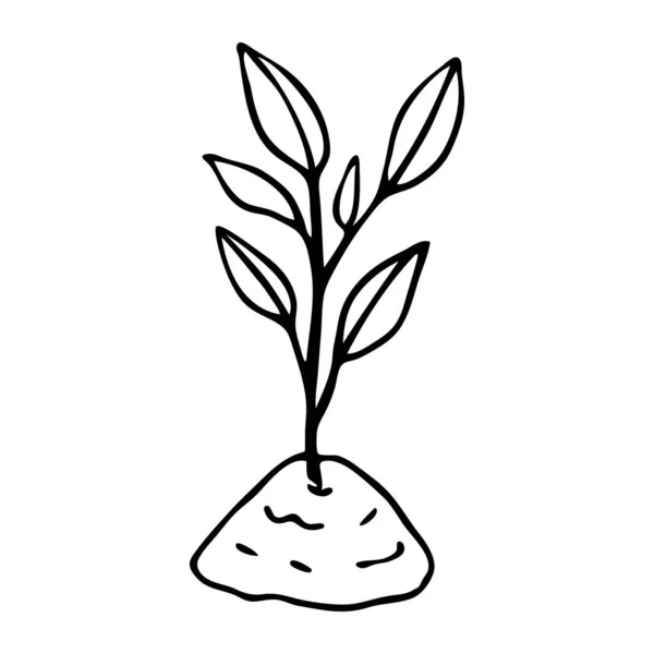 Sprout in the soil vector hand-drawn illustration. Doodle Garden Plants Seedlings, Contour — Archivo Imágenes Vectoriales