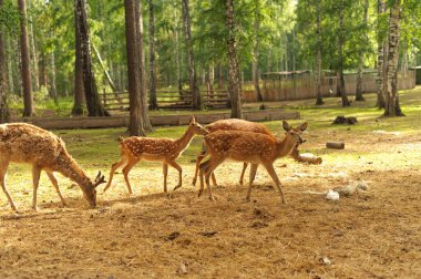 Sika geyiği güneşte yaz ormanında otlar.