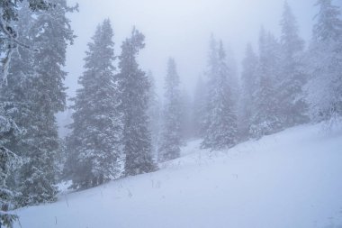 Güzel, karla kaplı bir orman sislerle kaplı, ön planda köknar ağaçları dalları, kırağı kaplayan dallar...