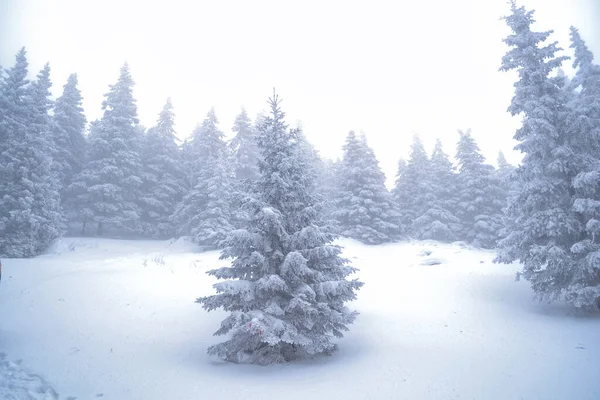 Beautiful fabulous snow-covered forest in the fog with branches of fir trees in the foreground, branches in hoarfrost — Stock Photo, Image