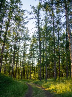 Ormana giden yol, uzun ağaçlar, güneş ışığındaki Noel ağaçları, yeşil çimenler. Temiz doğa, ekoloji