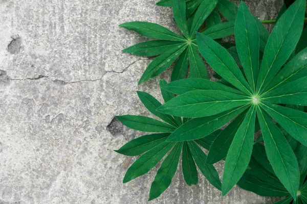 Beautiful carved leaves of a lupine flower plant on the background of an old destroyed stone slab with cracks and pits