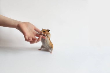 Eli ile bir adam gri karınlı kırmızı bir hamsterın pençelerini destekler, hamster beyaz üzerinde arka ayakları üzerinde durur.