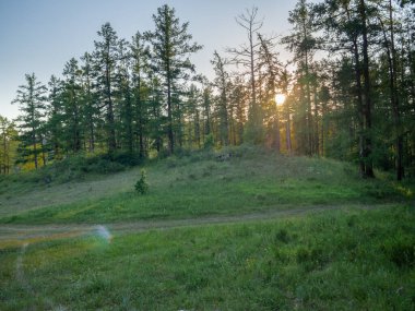 Ormana giden yol, uzun ağaçlar, güneş ışığındaki Noel ağaçları, yeşil çimenler. Temiz doğa