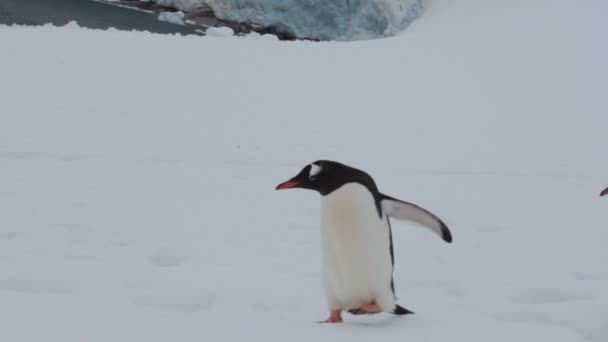 Gentoo pingvin hopping