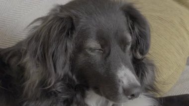 Sevimli, uzun saçlı, uykucu gözleri olan, kanepede rahatça dinlenen siyah bir köpek. Evcil hayvan uyuyor, rahat ve huzurlu görünüyor.