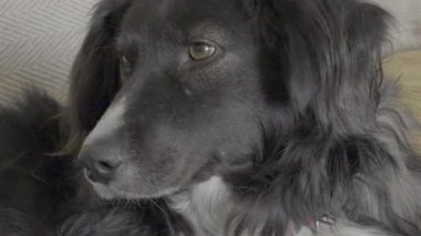 Sevimli siyah beyaz sınır köpeği etrafına bakıyor ve sonra kafasını çevirip kameraya bakıyor merakla.