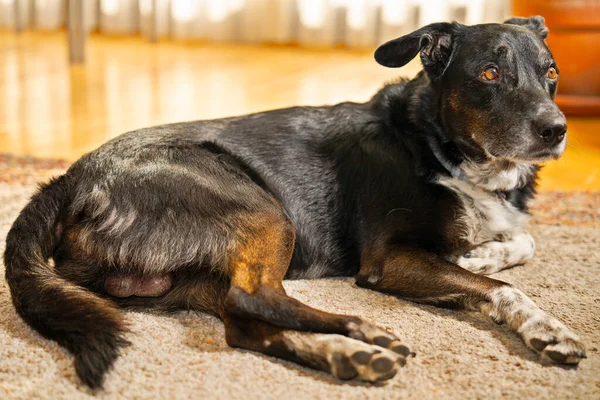 Yaşlı evcil köpek evin içinde sıcak bir halıya uzanmış, çevreyi izliyor. Evcil hayvan ev hayatının tadını çıkarıyor.