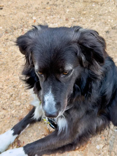 Siyah ve beyaz Border Collie tipi köpek yerde dinleniyor, derin düşüncelere dalmış bir ifadeyle baş aşağı.