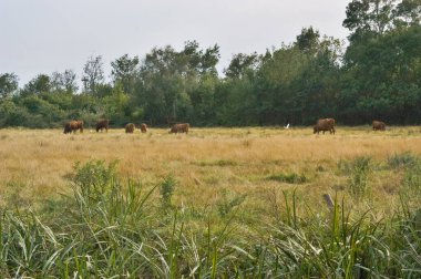 Kahverengi sığırlar, Aiguamolls de l 'Emporda Doğal Parkı' ndaki doğal tarım uygulamalarını yansıtan kuru bataklıklarda serbestçe otluyor.